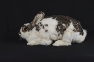 Bischoff's Pets - Rabbit Sitting/Laying