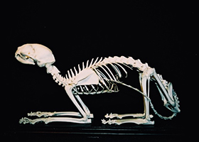 Skeletal Laying Position