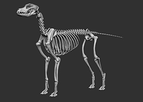 Skeletal Standing Position